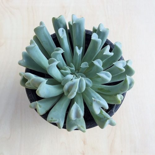 Echeveria runyonii - nagy