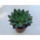 Echeveria 'Scorpio'