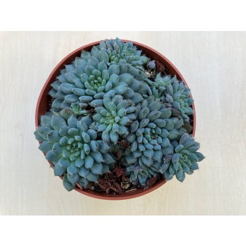 Echeveria setosa var. deminuta