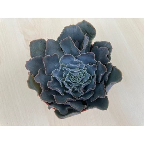 Echeveria shaviana