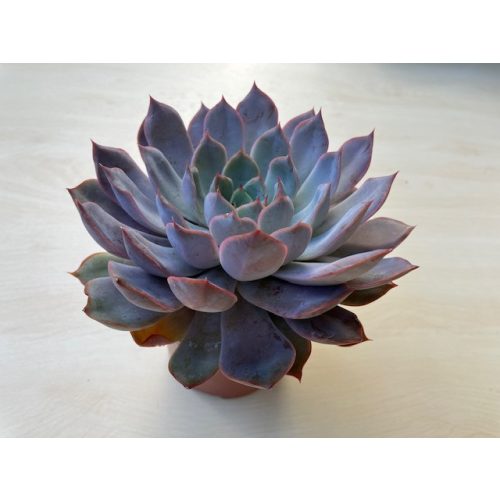 Echeveria 'Summer'