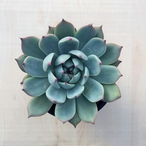 Echeveria 'Tippy' nagy