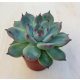 Echeveria 'Tippy'