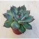 Echeveria 'Tippy'