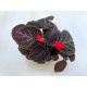 Episcia cupreata 'Malayan Gem'