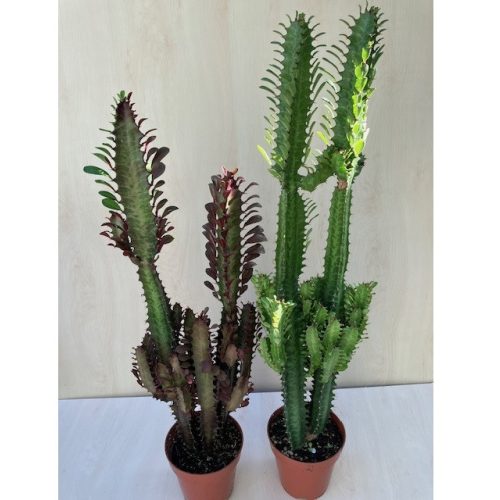 Euphorbia trigona