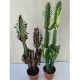 Euphorbia trigona