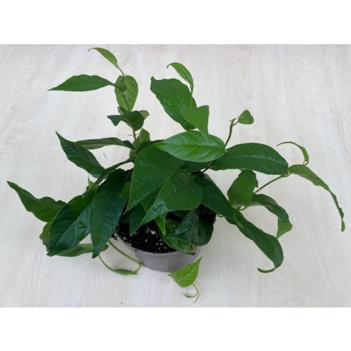 Ficus radicans green