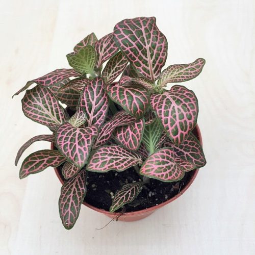 Fittonia - rózsaszín