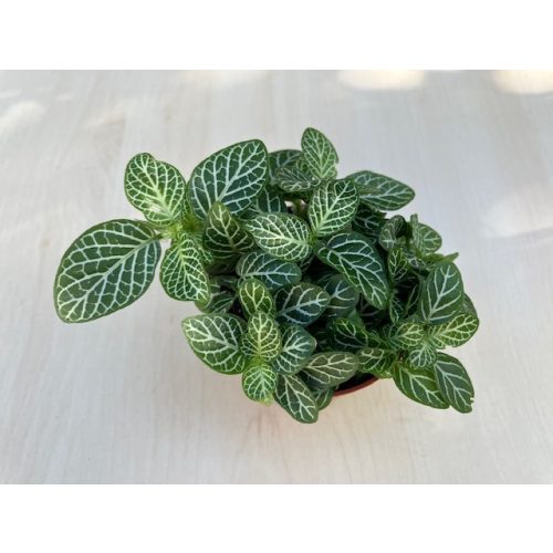 Fittonia mini