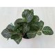 Fittonia