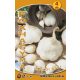 Garlic bulbs (5pcs) 