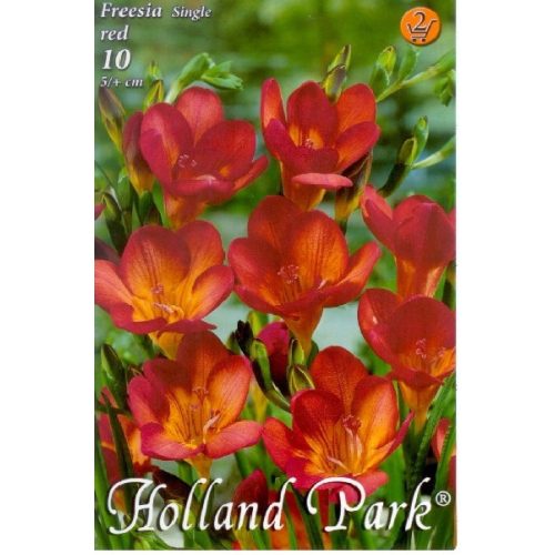 Garden Freesia Red 10 pcs