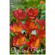 Garden Freesia Red 10 pcs