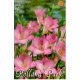 Garden Freesia Pink 10 pcs