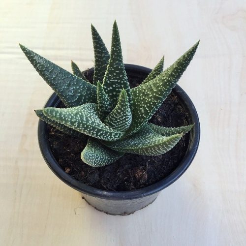 Gasterhaworthia cv Royal Highness