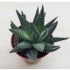 Gasterhaworthia cv Royal Highness - pici