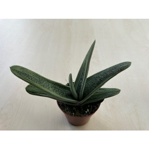 Gasteria 'Little Warty'