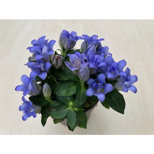 Gentiana makinoi 'Blue Magic'