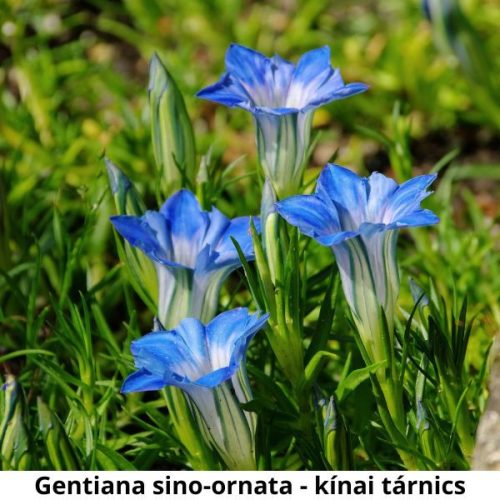 Gentiana sino-ornata