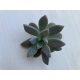 Graptopetalum paraguayense without root and planter