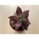 Graptosedum bronze