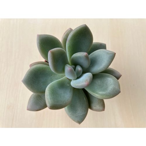 Graptoveria 'Opalina'