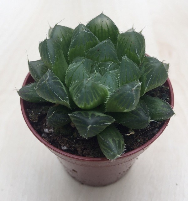 Haworthia Cuspidata