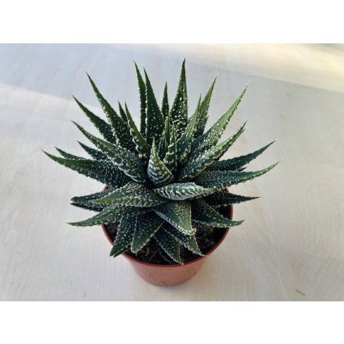 Haworthia fasciata