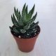 Haworthia reinwardtii