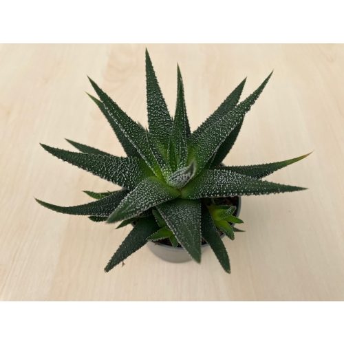 Haworthiopsis attenuata var radula - Hankey Dwarf Aloe