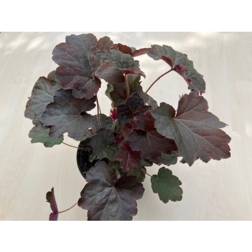 Heuchera micrantha 'Purple palace'