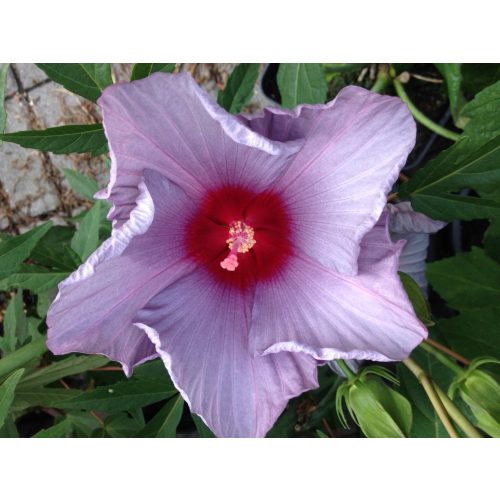 Hibiscus moscheutos A1