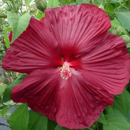 Hibiscus moscheutos 'Saxon'