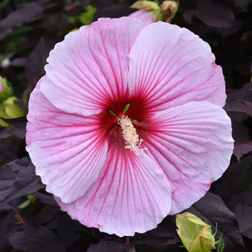 Hibiscus SUMMERIFIC 'Starry Starry Night'