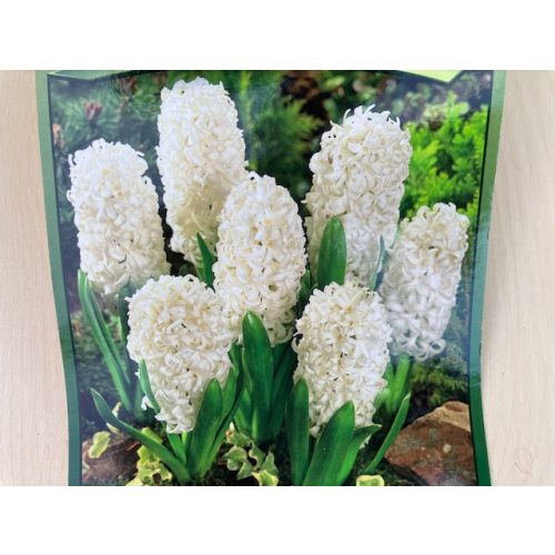 Hyacinth bulbs 3pcs