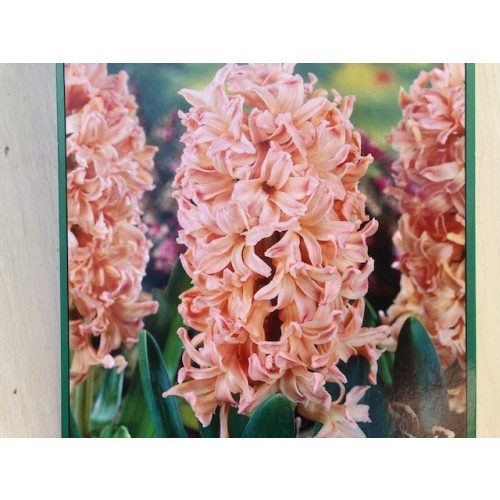 Hyacinth bulbs 3pcs orange