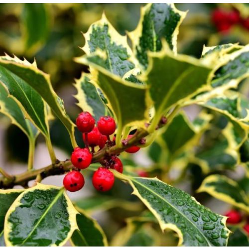 Ilex aquifolium 'Madame Briot'