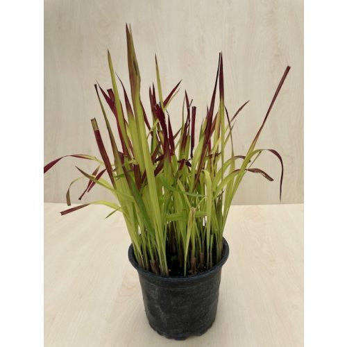 Imperata cylindrica 