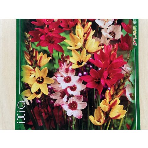 Ixias - Corn lilies 15 pcs 