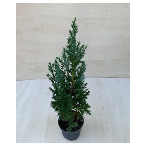 Juniperus chinensis