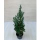 Juniperus chinensis