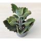 Kalanchoe beharensis 'Fang'