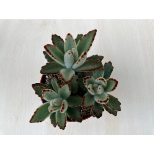 Kalanchoe tomentosa 