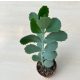 Kalanchoe fedtschenkoi