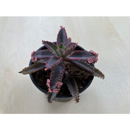 Kalanchoe 'Pink butterfly'