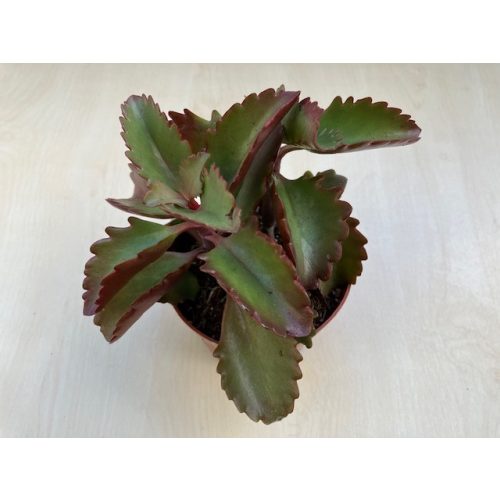 Kalanchoe sexangularis