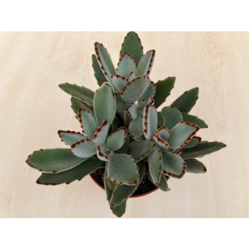 Kalanchoe tomentosa