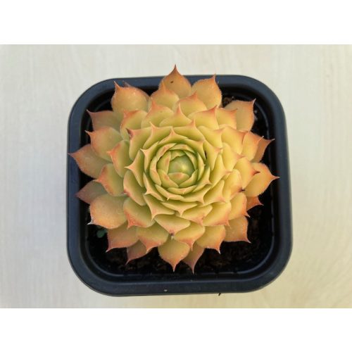 Sempervivum gold (1 pcs)