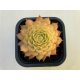 Sempervivum gold (1 pcs)